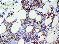 CD16 (EP364), RMab MAIN