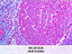 PolyDetector Alk Scarlet SWATCH