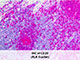 PolyDetector Alk Scarlet SWATCH