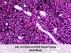 PolyDetector Alk Blue Ready-To-Use MAIN