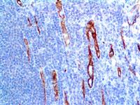 CD31 (1A10), MMab MAIN