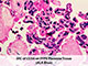 PolyDetector Alk Blue Ready-To-Use SWATCH