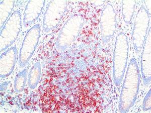 CD3 (RBT-CD3), RMab MAIN