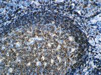 CD45R (MB1), MMab MAIN