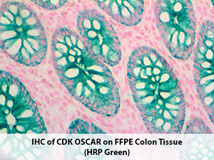 PolyDetector HRP Green Kit MAIN