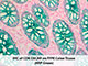 PolyDetector HRP Green Kit SWATCH