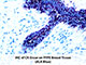 PolyDetector Alk Blue Ready-To-Use SWATCH