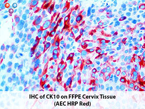 PolyDetector Liquid AEC HRP Ready-To-Use MAIN