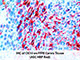 Mouse/Rabbit PolyDetector AEC HRP Red SWATCH