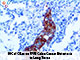 Cytokeratin 20 (EP23), RMab SWATCH