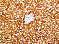 COX-2 (RBT-COX2), RMab MAIN