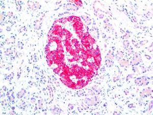 Chromogranin A (LK2H10), MMab MAIN