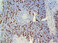 CNB1, anti-cyclin B1, anti cyclin B1, anti-CCNB1, anti CCNB1, CCNB, cyclin B1, G2 mitotic specific cyclin B1 MAIN