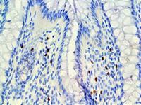 FOXP3 (EP340), RMab MAIN