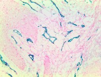 TintoFast CD31 (1A10), MMab MAIN