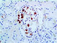 Galectin-3 (9C4), MMab MAIN