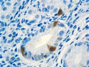 Gastrin (Polyclonal), RPab THUMBNAIL
