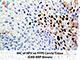PolyDetector DAB HRP Brown Chromogen SWATCH