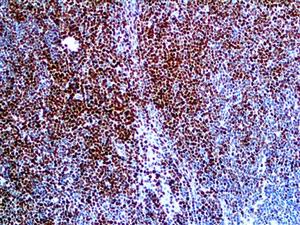 Histone H3 Phospho (EP233), RMab MAIN