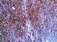 Histone H3 Phospho (EP233), RMab MAIN