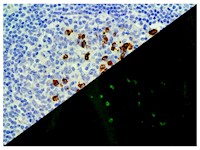 IgG4 (BSB-96), MMab MAIN