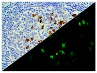 IgG4 (EP138), RMab MAIN