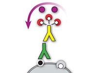 Mouse/Rabbit ImmunoDetector AP with ALK Scarlet MAIN