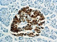 Insulin (BSB-42), MMab MAIN