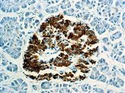 Insulin (BSB-42), MMab THUMBNAIL