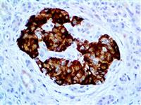 Insulin (EP125), RMab MAIN