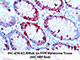 PolyDetector Liquid AEC HRP Ready-To-Use SWATCH