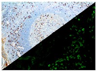 Lambda (BSB-16), MMab MAIN