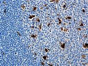 Lysozyme (Polyclonal), RPab THUMBNAIL