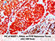 Mouse/Rabbit PolyDetector AEC HRP Red SWATCH