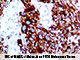 Mart-1 / Melan A (M2-7C10), MMab SWATCH