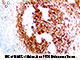 Mart-1 / Melan A (M2-7C10), MMab SWATCH
