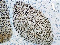 MCM2 (RBT-MCM2), RMab MAIN