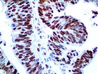 MCM3 (EP202), RMab MAIN