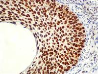 MCM5 (RBT-MCM5), RMab MAIN