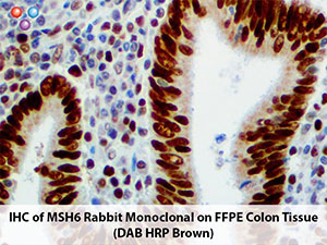 PolyDetector DAB HRP Brown Chromogen MAIN