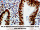 PolyDetector DAB HRP Brown Chromogen SWATCH