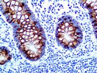 MUC2 (BSB-45), MMab MAIN