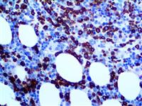 Myeloperoxidase (EP151), RMab MAIN