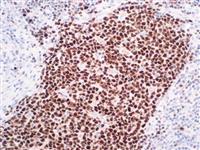 OCT-2 (EP115), RMab MAIN