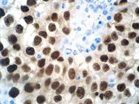 OCT-4 (EP143), RMab MAIN