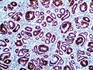 PAX-2 (EP235), RMab MAIN