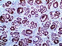 PAX-2 (EP235), RMab MAIN