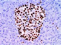 PAX-6 (EP341), RMab MAIN