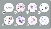 7-Core PD-L1 Cell Line Microarray MAIN