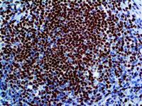 PU.1 (EP18), RMab MAIN